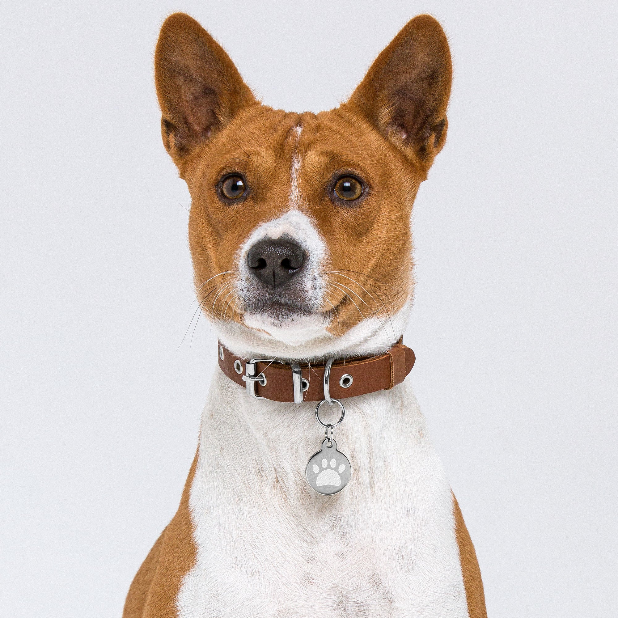 Engraved pet ID tag for Dog Cat tag  and pets - Image 4