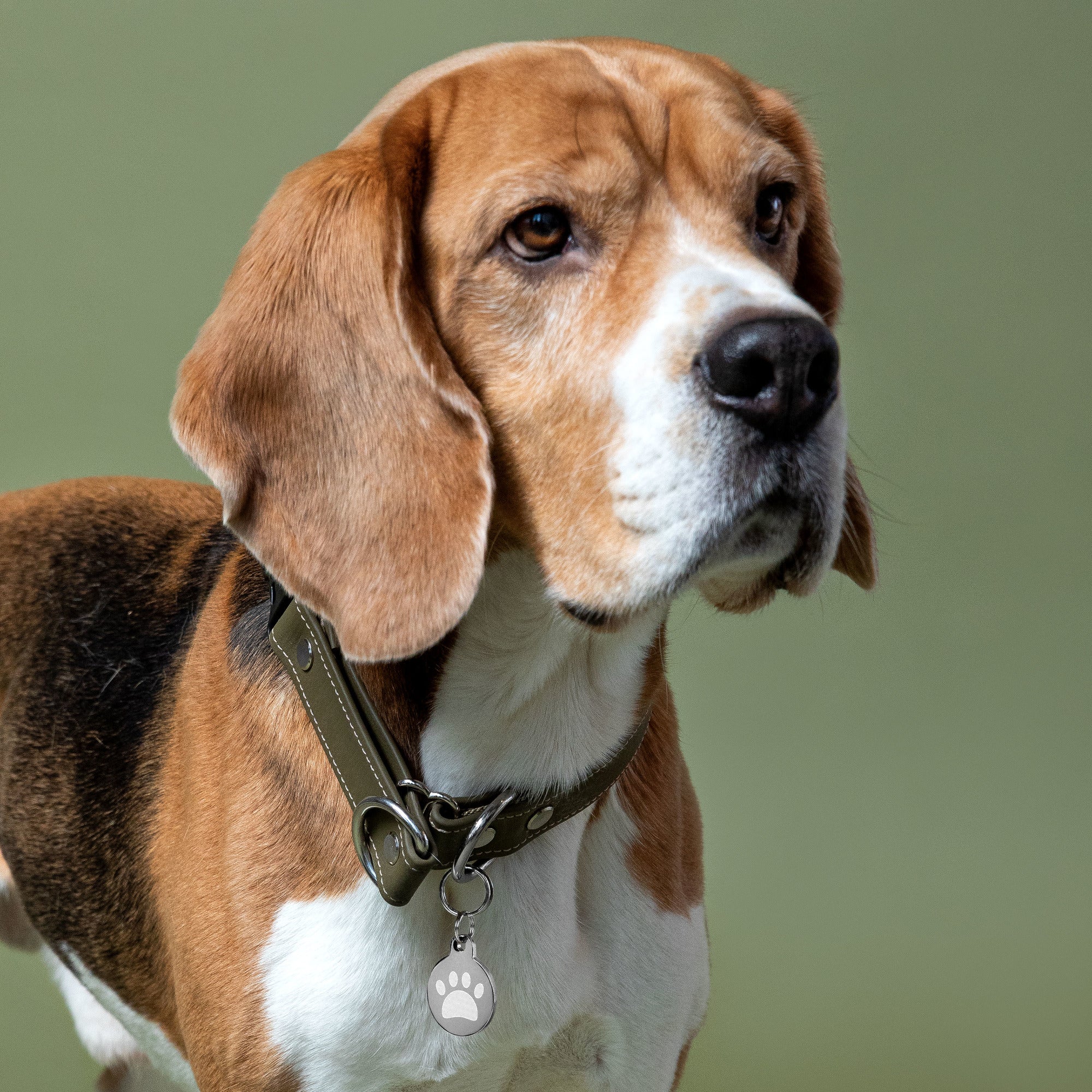 Engraved pet ID tag for Dog Cat tag  and pets - Image 5