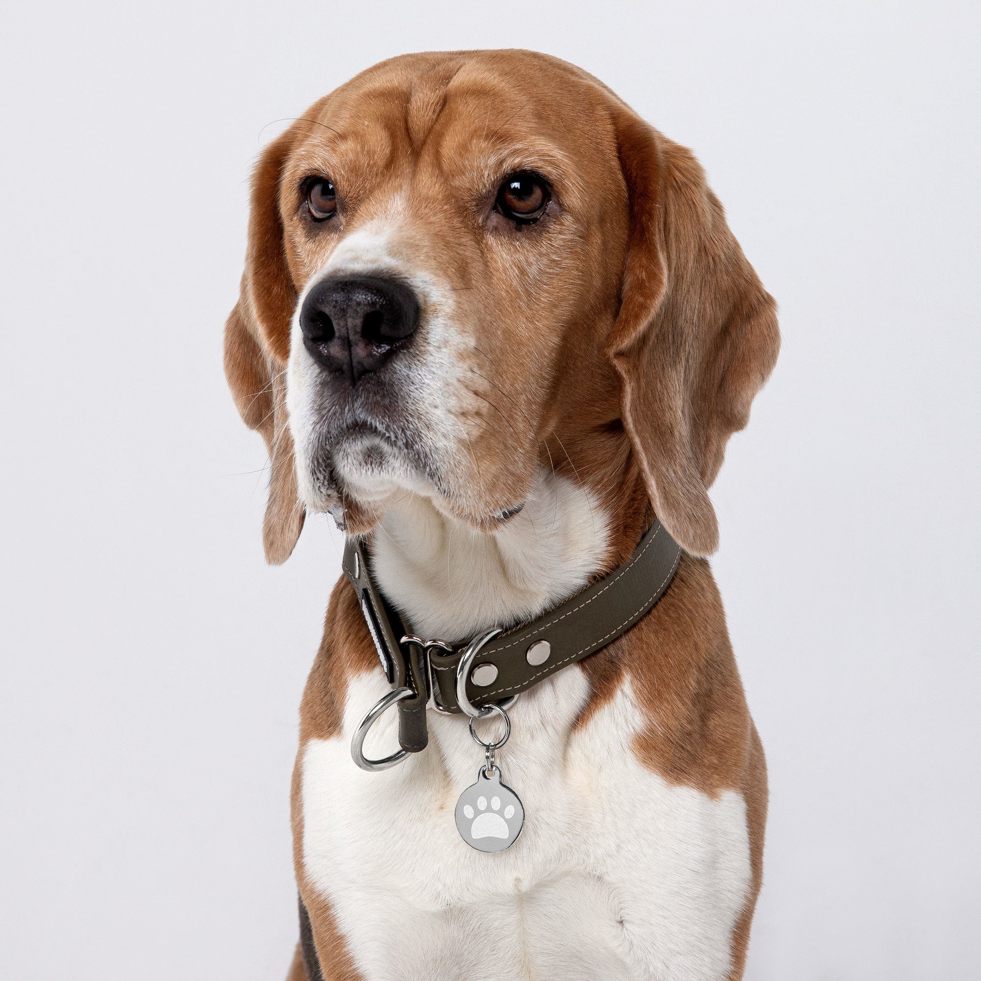 Engraved pet ID tag for Dog Cat tag  and pets - Image 6